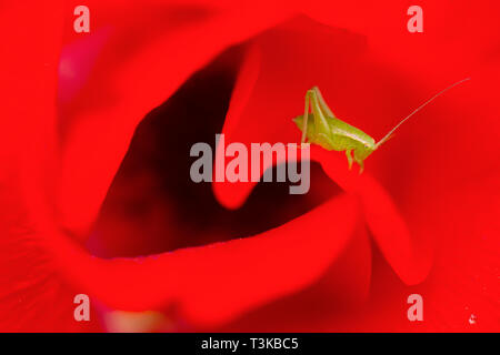 Close up di un falcetto-Bussola cuscinetto-cricket (Phaneroptera falcata) su un fiore rosso. Fotografato in Israele nel febbraio Foto Stock