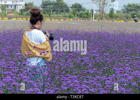 Turismo locale in un campo di lavanda fiori colorati in Dali, Yunnan, Cina Foto Stock