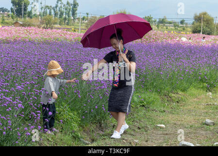 Turismo locale in un campo di lavanda fiori colorati in Dali, Yunnan, Cina Foto Stock