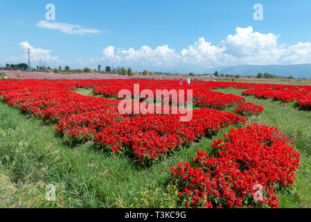 Un campo di fiori rossi a Dali, Yunnan, Cina Foto Stock