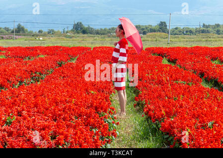 Turismo locale in un campo di fiori rossi a Dali, Yunnan, Cina Foto Stock