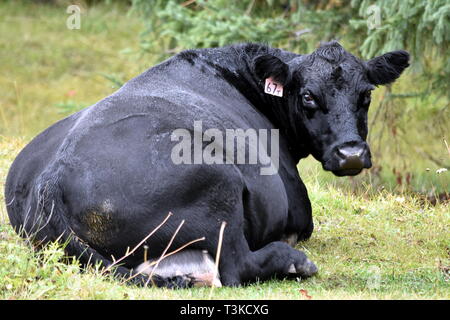 Fotografia di un grasso mucca nera che stabilisce in un campo in British Columbia Canada che è guardando indietro alla fotocamera. Foto Stock