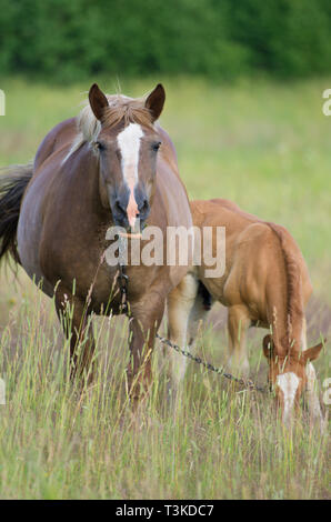 Incinta del cavallo e del puledro di erba da masticare su un verde prato in estate Foto Stock