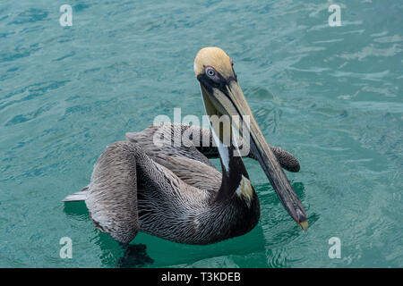 Brown Pelican, Pelecanus occidentalis, appollaiato in Messico, Caraibe Foto Stock