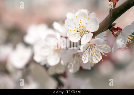 Close up bella bianca o albicocche frutteti in fiore in primavera. Piccoli fiori bianchi sul ramo. La molla in posizione di parcheggio, giardino, foresta. Sakura Cherry Blossom Foto Stock