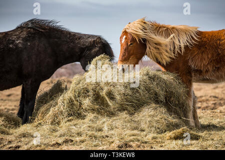 Cavalli Iclendic mangiare da una balla di fieno Foto Stock