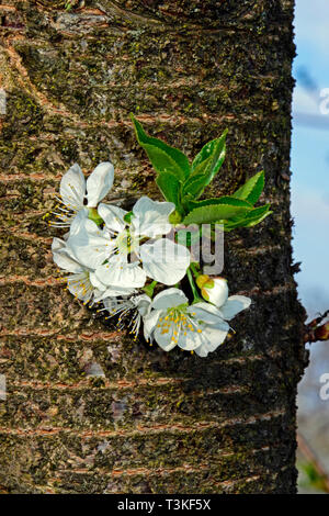 Fiori bianchi spuntano fuori dalla corteccia su un aspro-ciliegio, vista da vicino Foto Stock