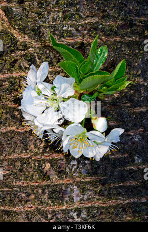 Grappolo di fiori bianchi spuntano fuori dalla corteccia su un aspro-albero ciliegio e roaming formiche, vista da vicino Foto Stock