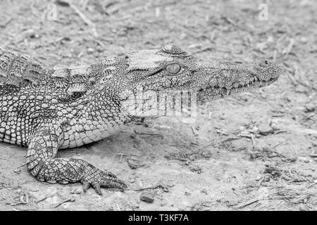 Un bambino coccodrillo del Nilo in appoggio su di un argine nel sud della savana africana Foto Stock