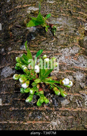 Cluster di boccioli di fiore di germogliazione dalla corteccia di un aspro-ciliegio, vista ravvicinata Foto Stock