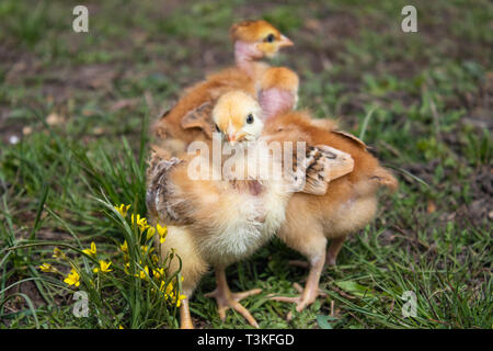 Close-up di polli giallo sull'erba, bel giallo poco polli, un gruppo di polli giallo. Foto Stock