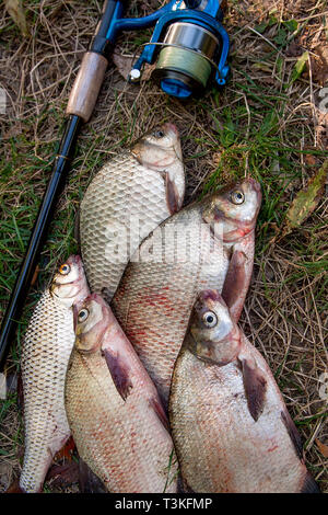 La cattura di pesci di acqua dolce e canne da pesca con mulinelli per la pesca sul prato verde. Diverse orate di pesce, carassio pesci o carassius, roach pesce naturale sul retro Foto Stock