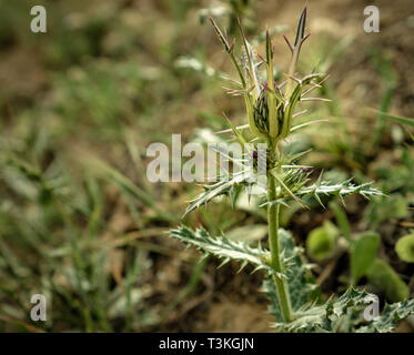 Conocchia thistle in fiore nel deserto Foto Stock