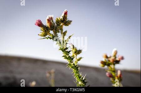 Un argento thistle in fiore nel deserto Foto Stock