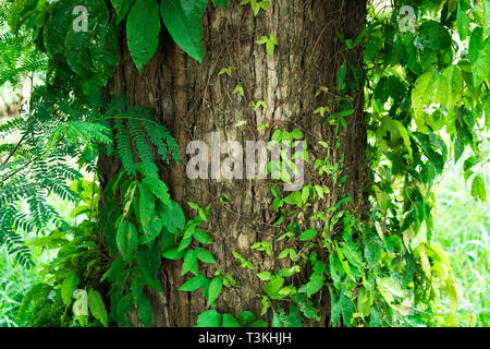 Tronco di albero pieno di foglie e di piante di foresta tropicale in Brasile. Foto Stock