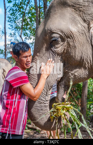 Chiang Mai, Thailandia - Nov 2015: Carrer abbracciando elefante in elefante santuario, Thailandia Foto Stock