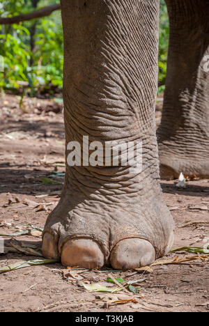 Chiang Mai, Thailandia - Nov 2015: Carrer abbracciando elefante in elefante santuario, Thailandia Foto Stock