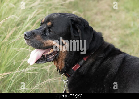 Un ritratto di un anziano Rottweiler maschio in una passeggiata in paese. Foto Stock