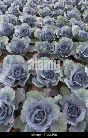 Cavolo rosso / viola cavoli (Brassica oleracea convar. var. capitata rubra) raccolto sul campo Foto Stock