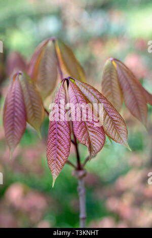 Primo piano delle nuove foglie di bronzo di Aesculus parviflora - Bottlebrush buckeye - Nano ippocastano, Inghilterra, Regno Unito Foto Stock