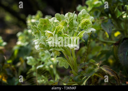 Helleborus argutifolius ibrido - fioritura di alesaggio ellittico in un giardino inglese, Inghilterra, Regno Unito Foto Stock