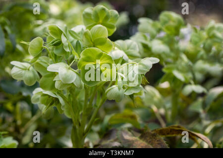 Helleborus argutifolius ibrido - fioritura di alesaggio ellittico in un giardino inglese, Inghilterra, Regno Unito Foto Stock