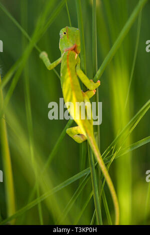 Un lembo a collo Chameleon visto in Zimbabwe Foto Stock