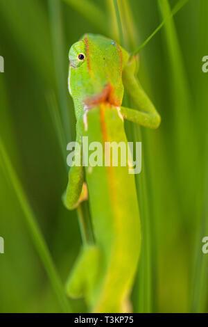 Un lembo a collo Chameleon visto in Zimbabwe Foto Stock