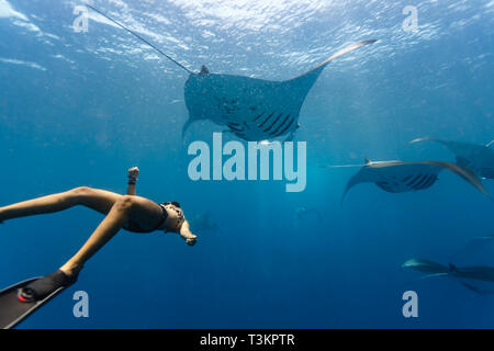 Apneista nuota sotto la scuola di gigante oceanic mante, Manta birostris, in Palau Foto Stock