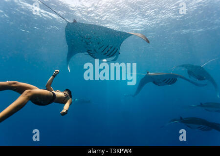 Il subacqueo gratuito nuota sotto la scuola di mante giganti, Mobula alfredi, nelle acque blu Foto Stock