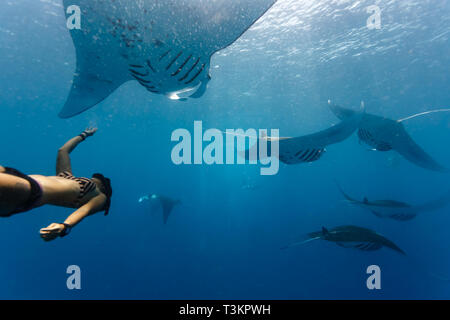 Il subacqueo gratuito nuota sotto la scuola di mante giganti, Mobula alfredi, nelle acque blu Foto Stock