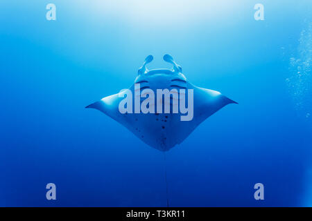 Primo piano della Oceanic gigante mante, Manta birostris, underbelly Foto Stock