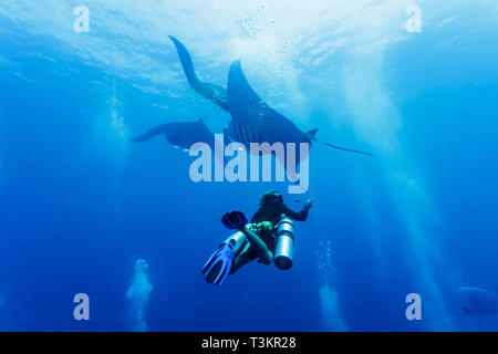 Immersioni sotto un trio di mante oceaniche giganti, Mobula alfredi, in acque blu Foto Stock
