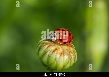 Un asiatico Lady Beetle (Coccinellidae) su un Shasta Daisy bud (Leucanthemum x superbum) Foto Stock