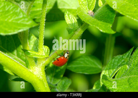 Un asiatico Lady Beetle (Coccinellidae) su una pianta di giardino cercando afidi. Foto Stock