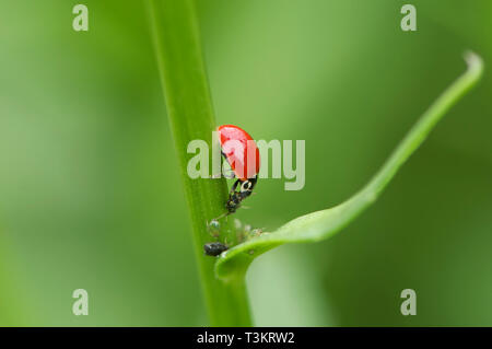 Un asiatico Lady Beetle (Coccinellidae) mangiare afidi su un impianto di stelo. Foto Stock