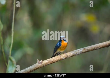 Hill Flycatcher blu su un ramo,maschio (Cyornis banyumas) in natura, Thailandia Foto Stock