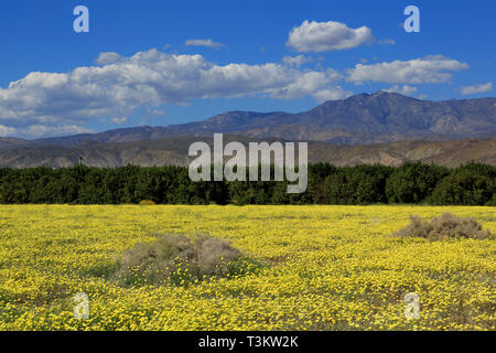 Deserto tarassaco, Coyote Canyon, Anza-Borrego Desert State Park, Borrego Springs, California, Stati Uniti d'America Foto Stock