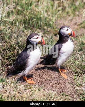 Coppia di pulcinelle di mare sull isola Skomer Wales UK Foto Stock