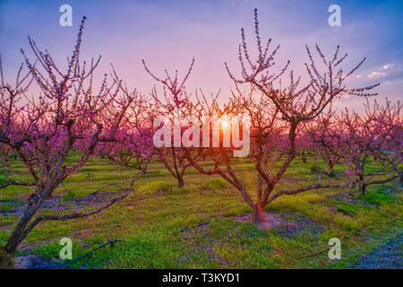 Vista aerea del frutteto di alberi di pesco in fiorì in primavera nella pianura di Veria in Grecia settentrionale Foto Stock