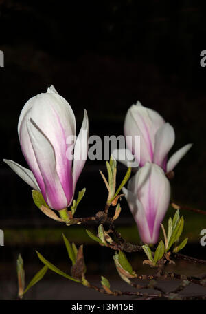 Magnolie in fiore, Berlino, Germania Foto Stock