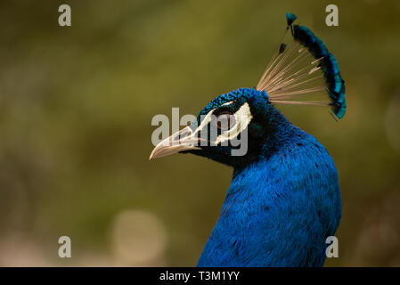 Pavo cristatus Foto Stock