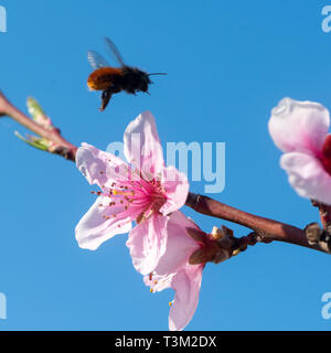 Primo piano della Peach Blossoms contro il cielo blu con battenti bee (Osmia) in una giornata di sole in primavera Foto Stock