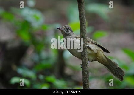 Stripe-throated Bulbul su un ramo (Pycnonotus finlaysoni) Foto Stock