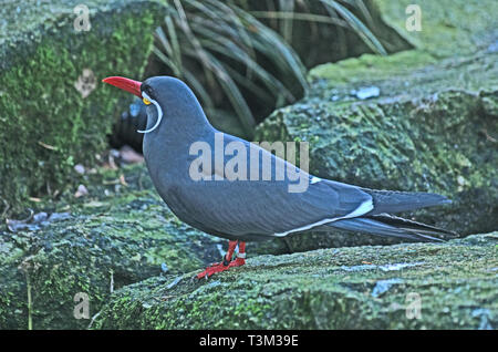 INCA TERN Larosterna Inca Sud America captive Foto Stock