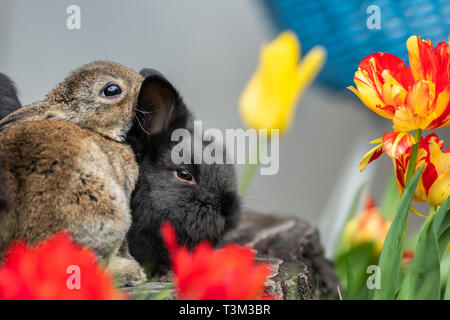 Conigli giovani seduti su un ceppo di albero in una giornata di sole in primavera e colorati di tulipani Foto Stock
