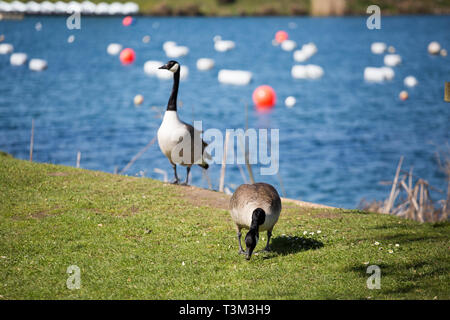 Oche canadesi da un lago a Bromsgrove in una giornata di sole con un bellissimo prato verde e blu acqua dietro di loro il sole fuori.incantevole clima britannico Foto Stock