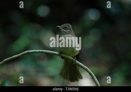 Stripe-throated Bulbul su un ramo (Pycnonotus finlaysoni) Foto Stock