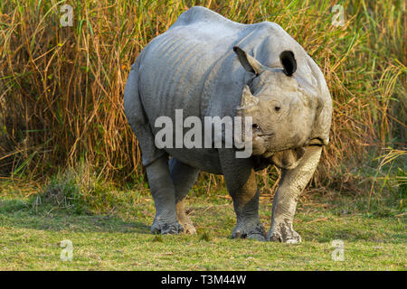 Un corno di rinoceronte indiano o rinoceronte unicornis nel parco nazionale di Kaziranga Assam India Foto Stock