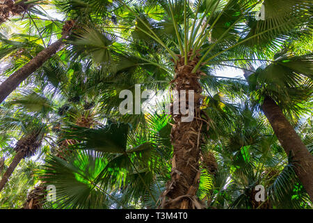 Brahea edulis Palm tree jungle forrest sfondo schermo pieno Foto Stock